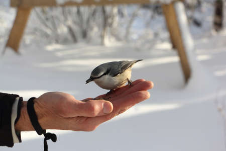 Nuthatch pecking grain with male palm in winter, Altai, Russiaの写真素材