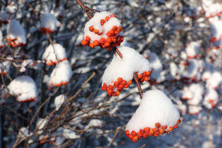 Rowan berries on branches in the snow in winterの写真素材