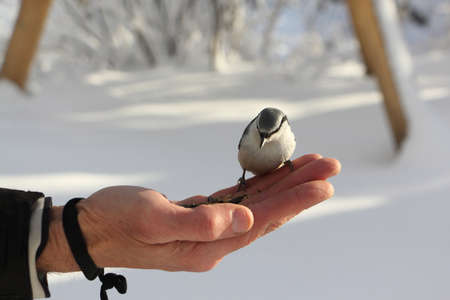Nuthatch pecking grain with male palm in winter, Altai, Russiaの写真素材