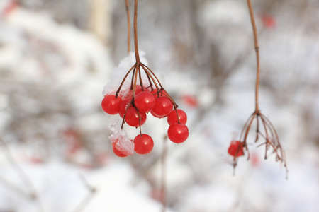 Viburnum berries on a background of snow in winterの写真素材