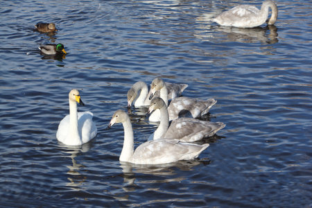 Whooper swans floating in the lake in winter, Lake Svetloye, Altai Territory, Russiaの写真素材