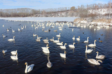 Whooper swans floating in the lake in winter, Lake Svetloye, Altai Territory, Russiaの写真素材
