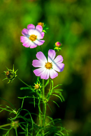 autumn purple flowers on a green background on a sunny day, natural backgroundの写真素材