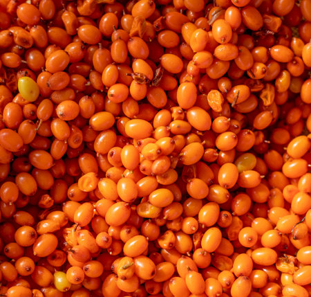 background of orange sea buckthorn berries, top view, Flat Lay