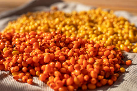 background of yellow and orange sea buckthorn berries, top view, horizontalの写真素材