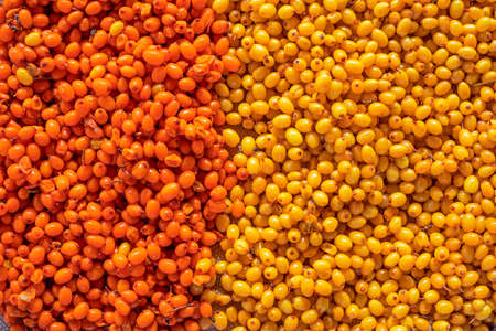 background of orange and yellow sea buckthorn berries, top view, Flat Layの写真素材