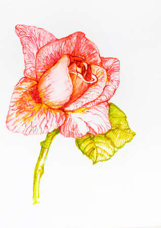 watercolor botanical illustration of pink rose flower close up on white background, illustrationの写真素材