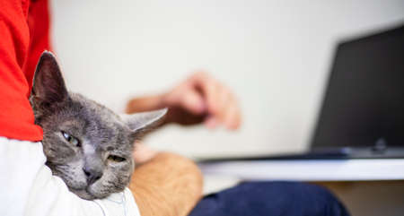 attentive muzzle gray cat lies on the lap of the owner, who works at homeの写真素材