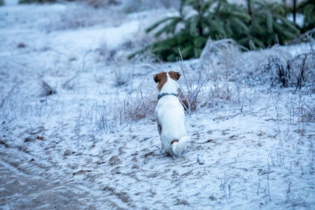 happy puppy jack russell terrier hunting in the forest looking for preyの写真素材