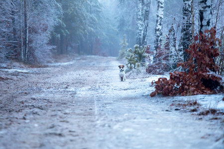 happy puppy jack russell terrier hunting in the forest looking for preyの写真素材