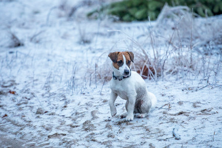 happy puppy jack russell terrier hunting in the forest looking for preyの写真素材