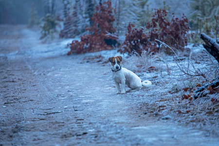 happy puppy jack russell terrier hunting in the forest lookingの写真素材