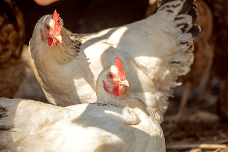 two farm white hens on a sidol laying eggs on a sunny day