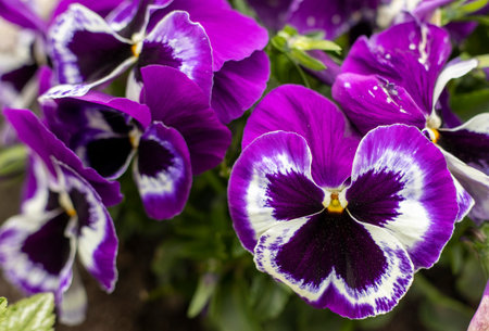 purple blooming pansies on a sunny day