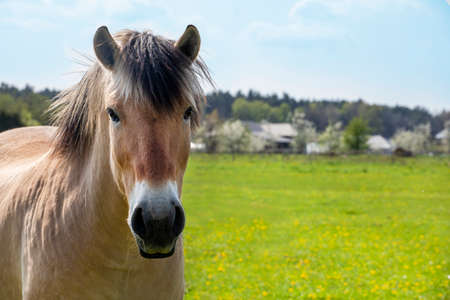 lone brown horse grazes in a field with dandelions on a sunny dayの写真素材