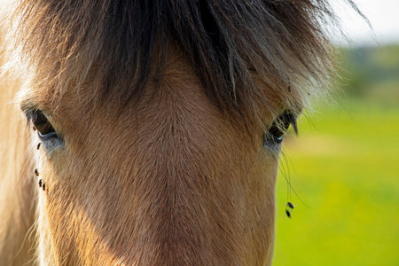 lone brown horse grazes in a field with dandelions on a sunny day