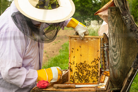 close-up of honey bees in an open wooden beehive on a sunny day, Apitherapy