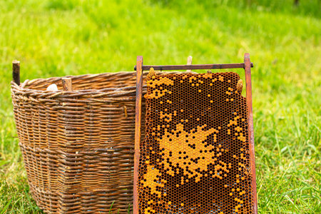 close-up of a basket with honeycombs with honey, for catching a bee hive on the grass. Apitherapy....