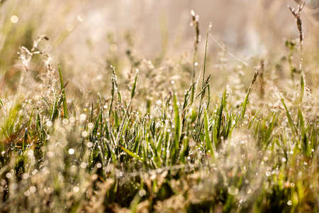 meadow with field daisies with cobwebs and dew drops top viewの写真素材