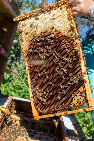beekeeper takes honeycombs to pump honey from the hive, Apitherapy pump