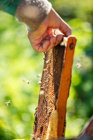 beekeeper takes honeycombs to pump honey from the hive, Apitherapy pump