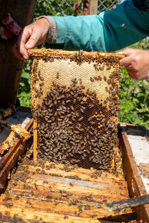 beekeeper takes honeycombs to pump honey from the hive, Apitherapy pumpの写真素材