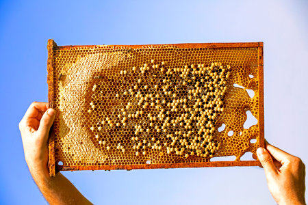 hold with hands honeycombs with bee larvae with honey and syrup on the background of blue bear....