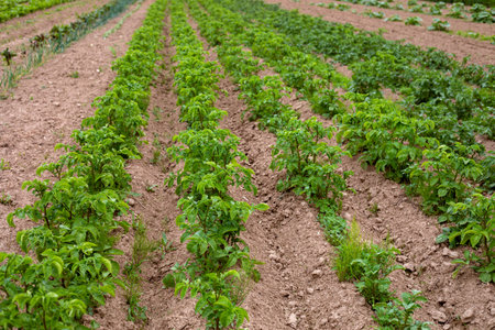 young shoots of potatoes in a potato field. farming. world crisis