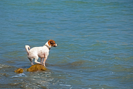cute jack russell terrier learn to swim in the sea family vacation