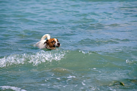 cute jack russell terrier learn to swim in the sea family vacation