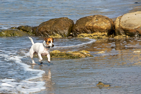 happy wet jack russell terrier lies on golden sand with yellow , family rest