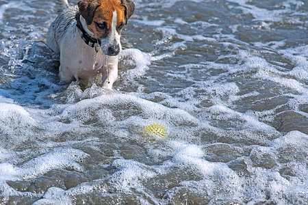 happy wet jack russell terrier catching yellow ball in water foam. Leisureの写真素材