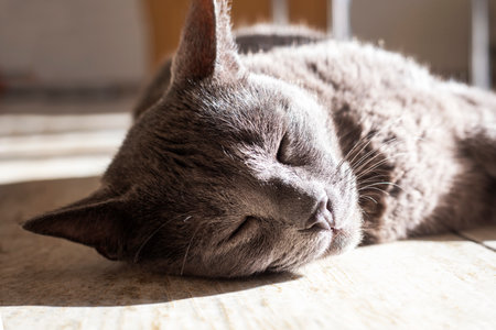 close-up of a gray cat lies in the sun in the home interior, horizontalの写真素材