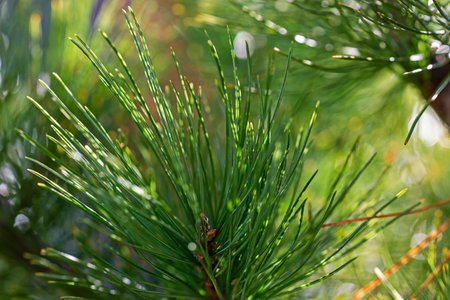 abstract background closeup of christmas cedar,horizontal