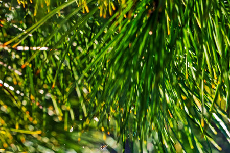 blurred abstract background closeup of christmas pine tree,vertical