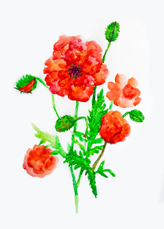 watercolor hand drawn illustration of a bouquet of poppies on a white background.elementの写真素材