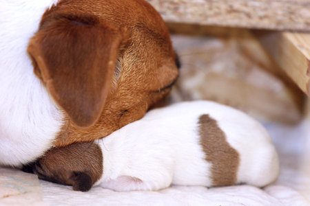 Mom Jack Russell Terrier sleeps on her little puppy, touching her face to her face. motherhood, protectionの写真素材