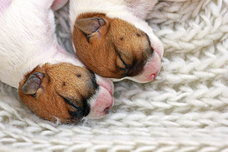 two little muzzles of Jack Russell puppy sleep next to each other on a light-colored sweater. childhood, a few hours after birth. home pet. Horizontal. diffuseの写真素材