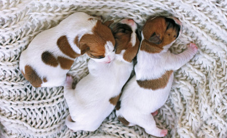 three little puppies Jack Russell are sleeping huddled together. childhood, petの写真素材