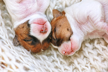 two small muzzles of a puppy Jack Russell sleep huddled together on a light mat taken. childhood, a few hours after birth. home pet. Horizontal.の写真素材
