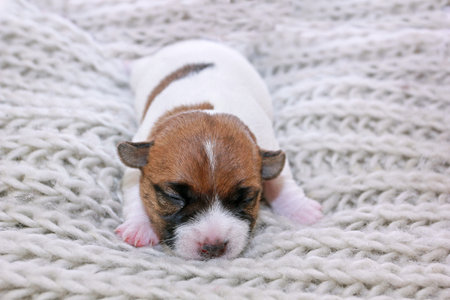 newborn blind puppy jack russell terrier on a knitted sweater closeup, horizontalの写真素材