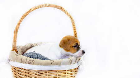 Cute red-haired puppy Jack Russell Terrier sitting in an Easter basket on a white background. horizontal extended format. greeting card.の写真素材
