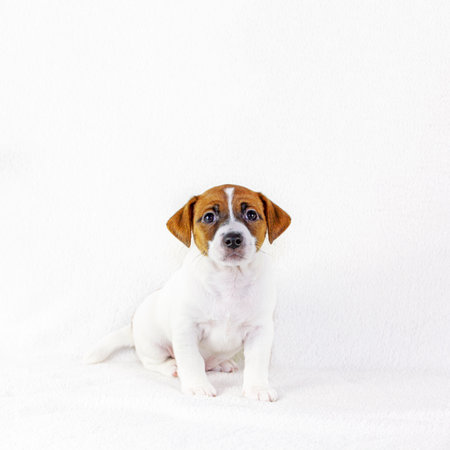puppy male jack russell terrier sits and listens to the team. white background. Preparation for the exhibition. horizontal formatの写真素材