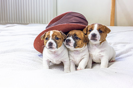 three cute puppies Jack Russell are sitting under a felt hat on a white blanket, Four weeks old. scandinavian designの写真素材