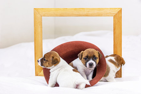 Three cute puppies Jack Russell sit near a felt hat with a wooden frame on a white bedspread, three...