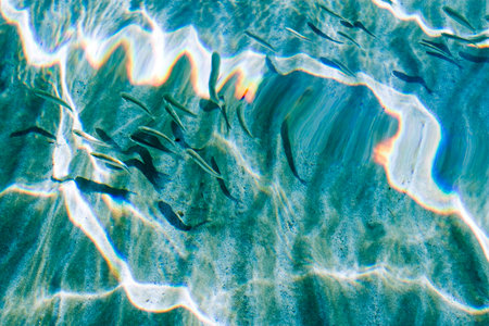 flock of fish in the sea in shallow waterの写真素材