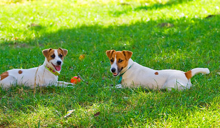 Jack Russell playing in an orange ballの写真素材