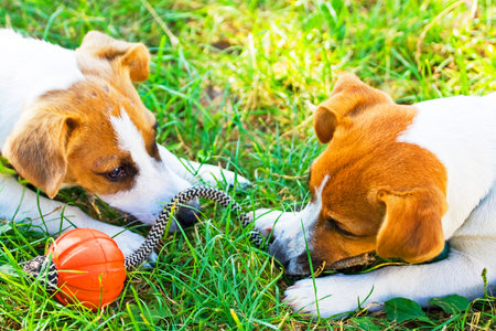 Jack Russell playing in an orange ball