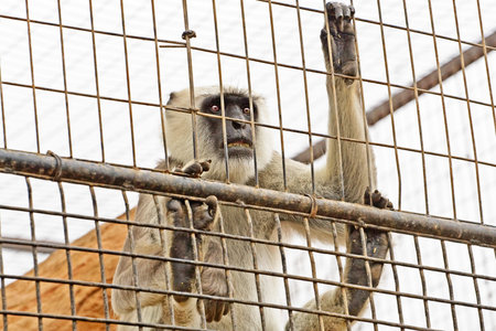 primate looks out of the cage at the zoo monkeys
