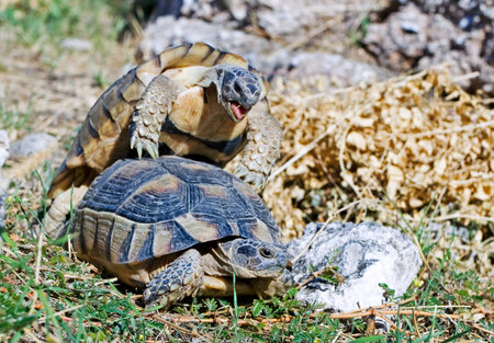 Greek turtles in mating season male and femaleの写真素材